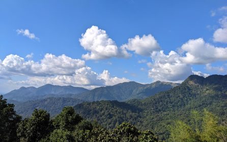 Grönskande vyer över teplantage och skog image