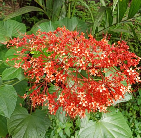 Indien hero background image