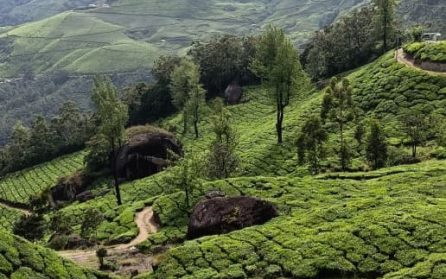 Vandring på Laxmi och en kopp te i vilda elefanters land  image
