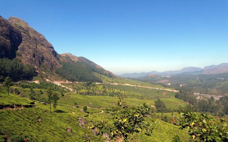 Ikoniskt teplantage image