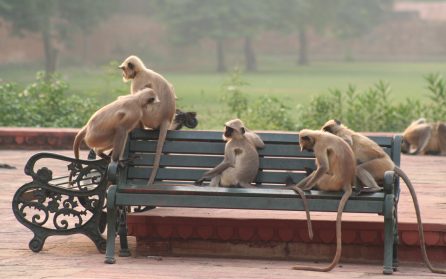 Från färgernas Indien till monokrom vinter image