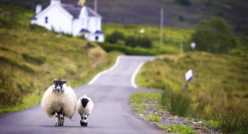 Sverige - Skottland image