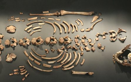 Ett vindskydd och färgmålningarnas Font-Du-Gaume image