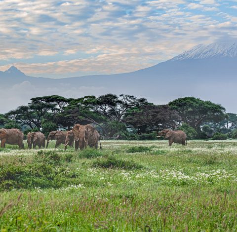 Kenya hero background image