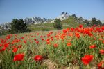 gallery image 21