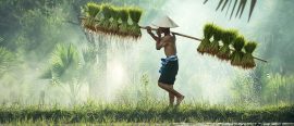 Vietnam thumbnail