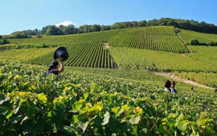 Från Bordeaux via grottan Pair-en-Pair till Sarlat  image