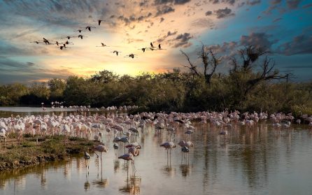 Camargue vid havet image
