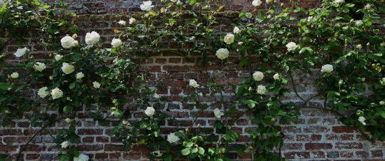 Blommande England hero image