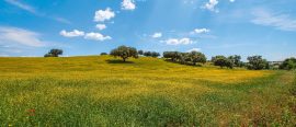 Alentejo – Portugals skattkista thumbnail