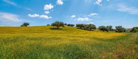 Alentejo – Portugals skattkista thumbnail