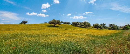 Alentejo – Portugals skattkista hero image