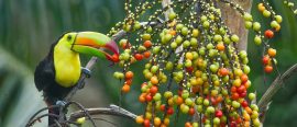 Guatemala thumbnail